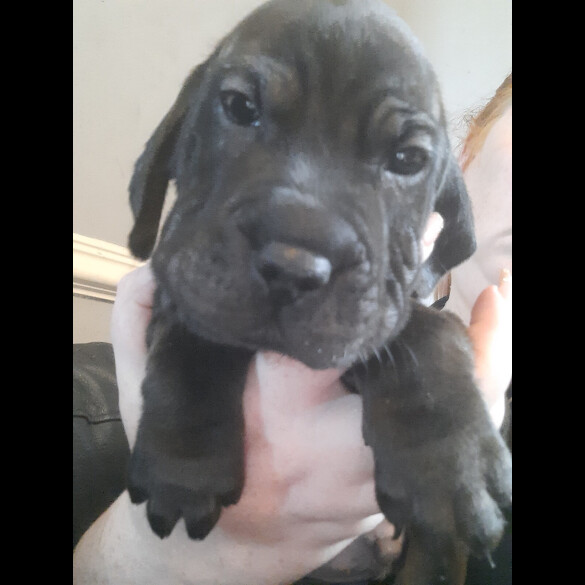 Mixed Breed