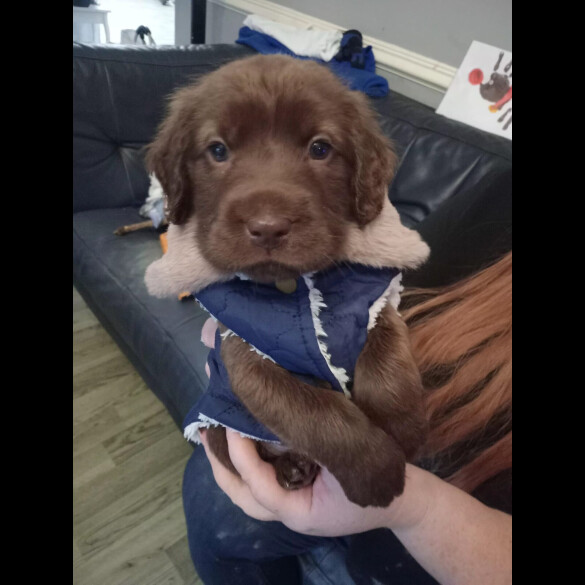 Mixed Breed