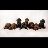 Mixed Breed