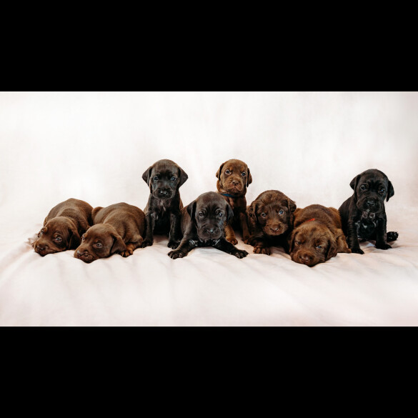 Mixed Breed