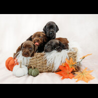 Mixed Breed