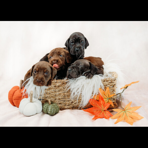 Mixed Breed
