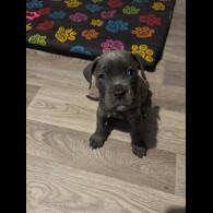 Mixed Breed