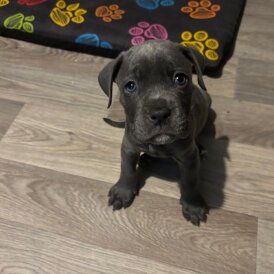 Mixed Breed