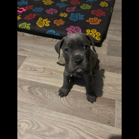 Mixed Breed