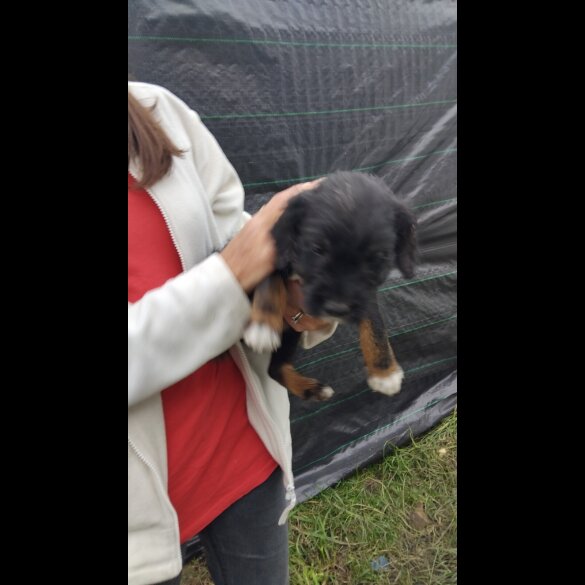 Mixed Breed
