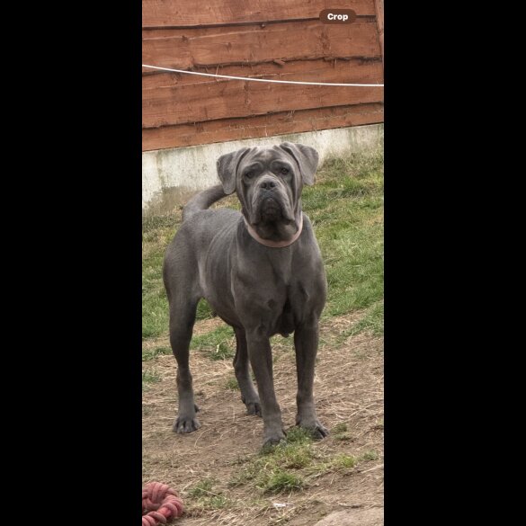 Mixed Breed