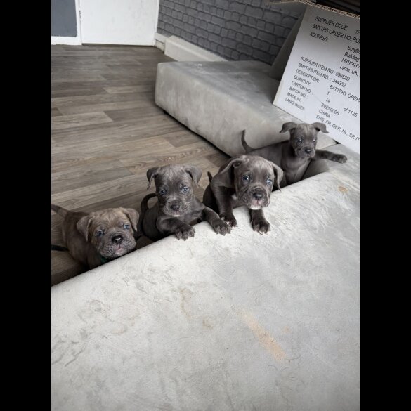 Mixed Breed