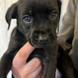 Mixed Breed