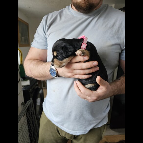 Mixed Breed