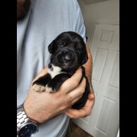 Mixed Breed
