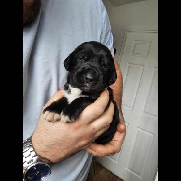 Mixed Breed