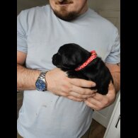 Mixed Breed