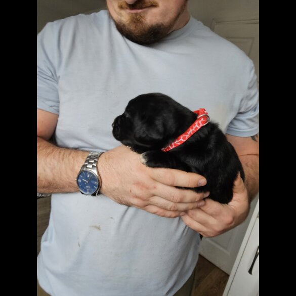 Mixed Breed