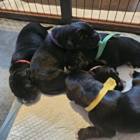 Mixed Breed