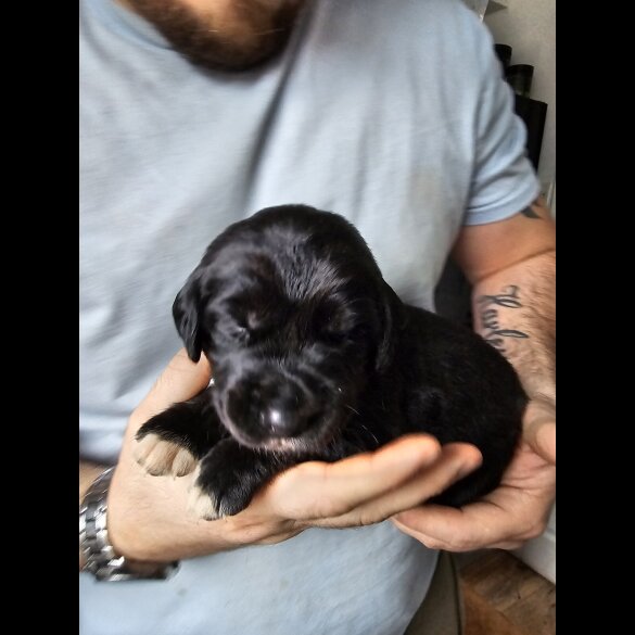 Mixed Breed