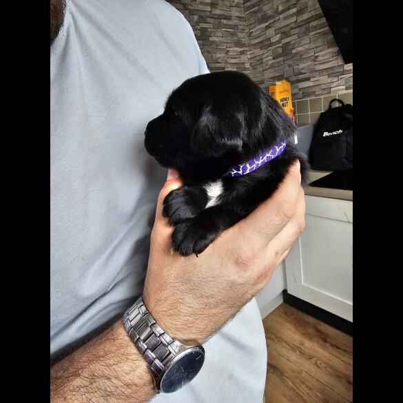 Mixed Breed