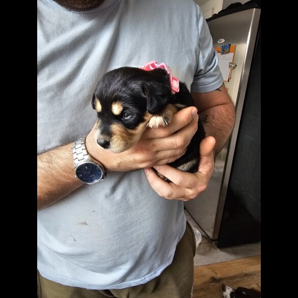 Mixed Breed