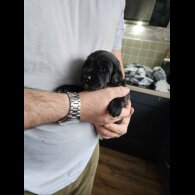 Mixed Breed