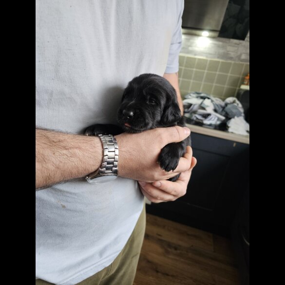 Mixed Breed