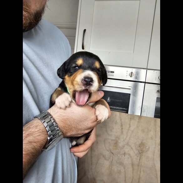 Mixed Breed