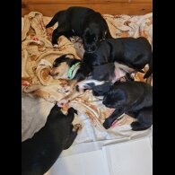 Mixed Breed