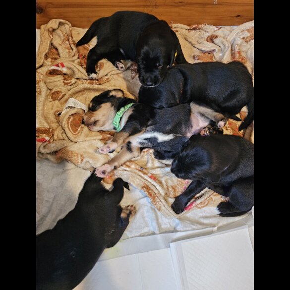 Mixed Breed