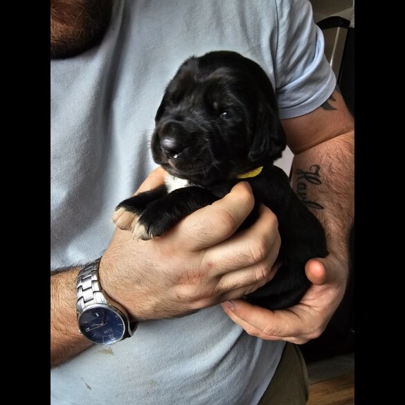 Mixed Breed