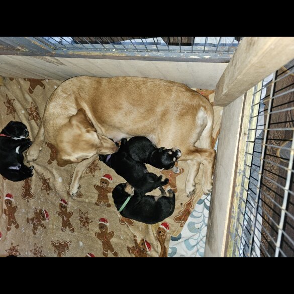 Mixed Breed