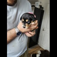 Mixed Breed