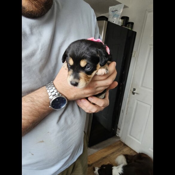 Mixed Breed