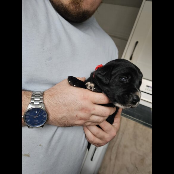 Mixed Breed