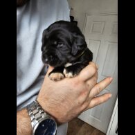 Mixed Breed