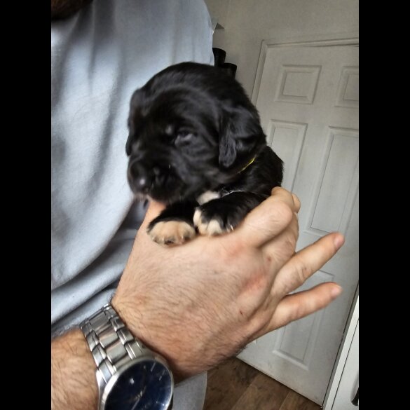 Mixed Breed