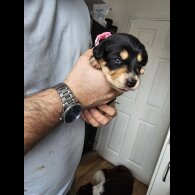 Mixed Breed