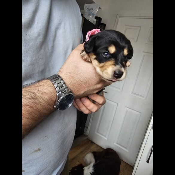 Mixed Breed
