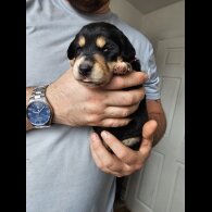 Mixed Breed