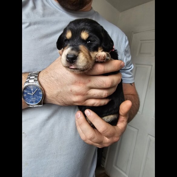 Mixed Breed