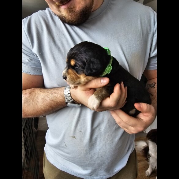 Mixed Breed