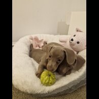 Dachshund (Smooth Haired)