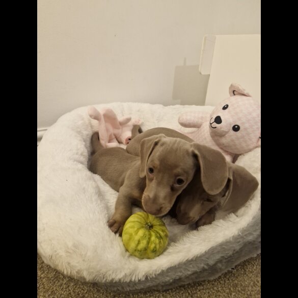 Dachshund (Smooth Haired)