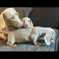 Dachshund (Smooth Haired)