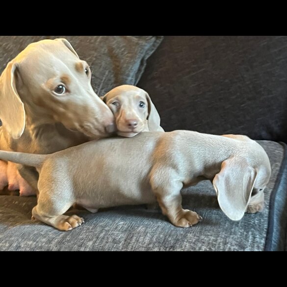 Dachshund (Smooth Haired)