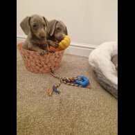 Dachshund (Smooth Haired)
