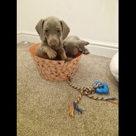Dachshund (Smooth Haired)