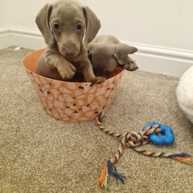Dachshund (Smooth Haired)