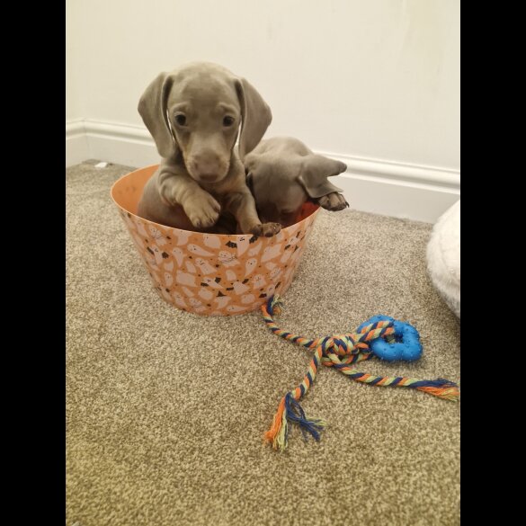 Dachshund (Smooth Haired)