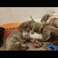 Dachshund (Smooth Haired)