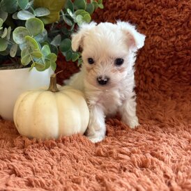 Morkie