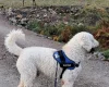 Goldendoodle